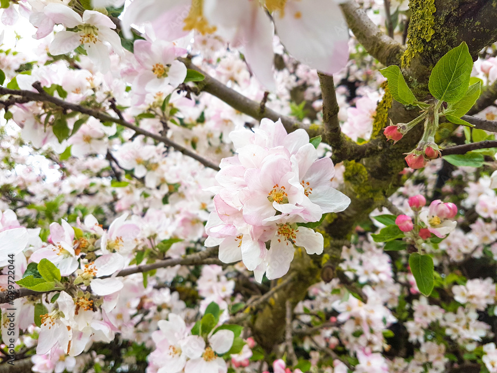 apple tree fresh flowers for background apple tree fresh flowers for background