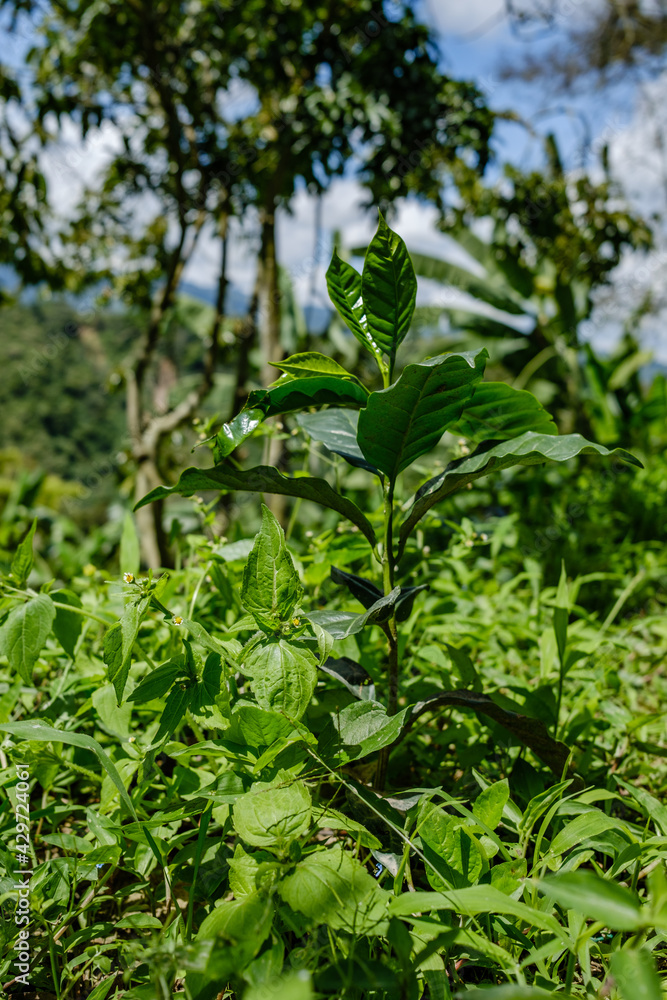 Coffee tree Coffee tree
