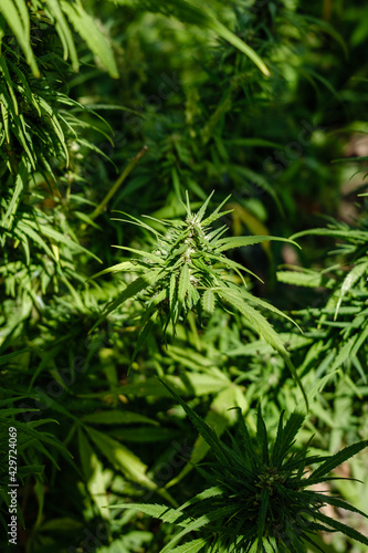 close up of  marijuana plant