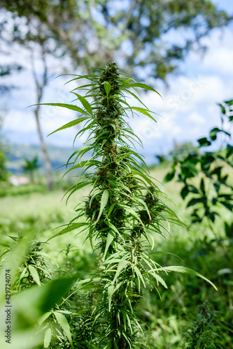 marijuana plant in a green field