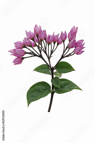 Purple flowers with isolated on a white background