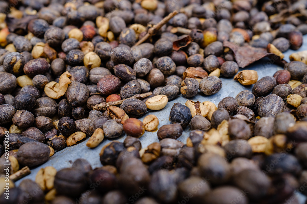 Fototapeta premium Coffee bean drying
