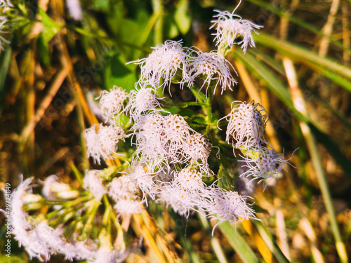 Closeup of the blossomed white chromolaena odorata plant in the wild photo