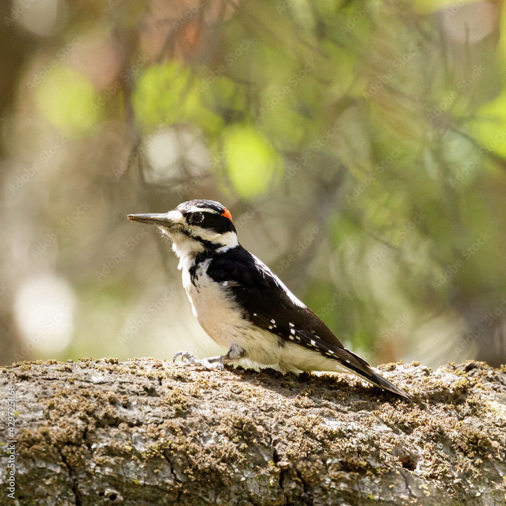 Obraz premium Acorn Woodpecker hoarding on an Oak tree. Fremont Older County Park, Santa Clara County, California, USA.