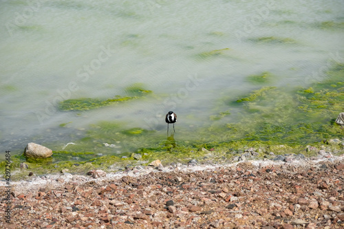 A bird by the shore. The spur-winged lapwing or spur-winged plover (Vanellus spinosus). photo