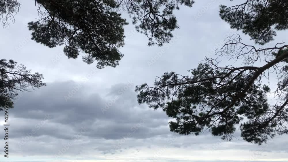 Pine branches sway against a gray cloudy sky, creating a tragic natural landscape Pine branches sway against a gray cloudy sky, creating a tragic natural landscape