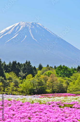 Pink moss (Shibazakura) flowers season and Fuji Mountain in Yamanashi, Japan. © Pond Thananat