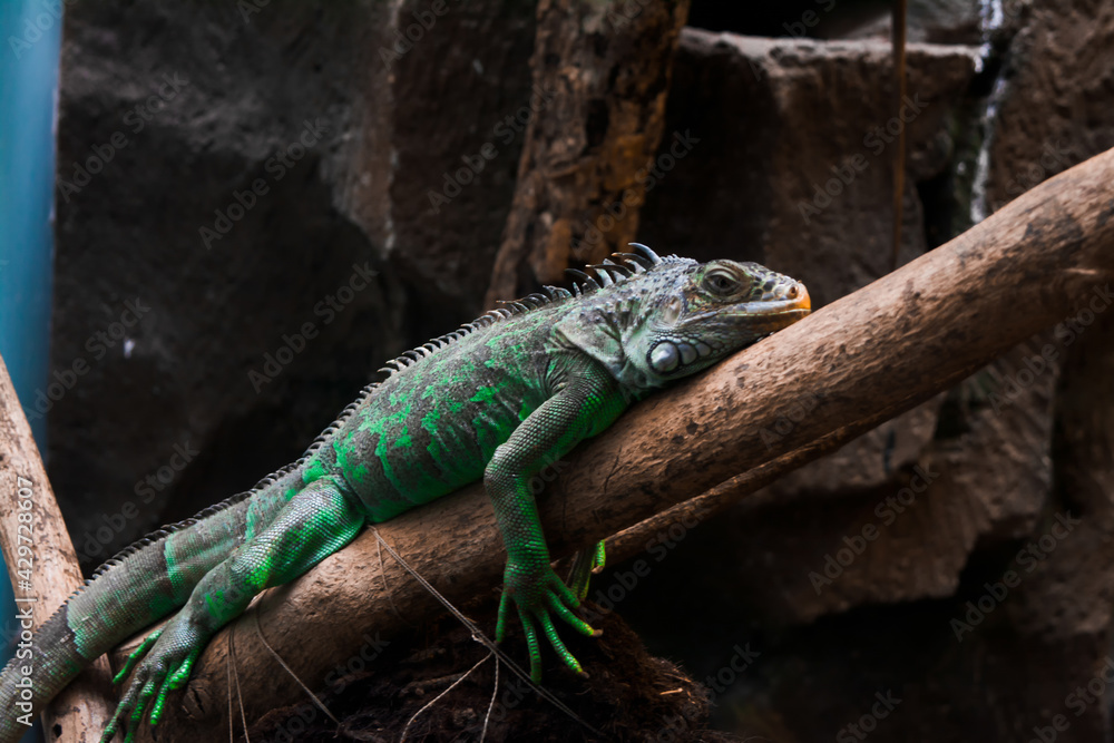 Green iguanas perched on tree trunks. Animal closeup. Lizard reptile in the genus Iguana in the iguana family Green iguanas perched on tree trunks. Animal closeup. Lizard reptile in the genus Iguana in the iguana family
