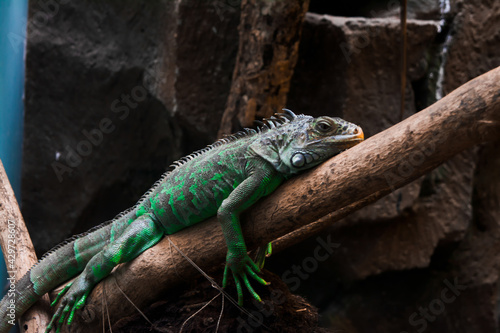 Green iguanas perched on tree trunks. Animal closeup. Lizard reptile in the genus Iguana in the iguana family 