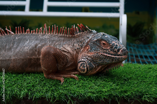 Beautiful big Iguana closeup head on grass  animal closeup. Lizard reptile in the genus Iguana in the iguana family