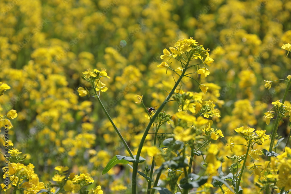 Obraz premium 菜の花畑