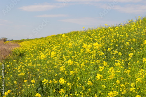 茨城県、小貝川河川敷の菜の花