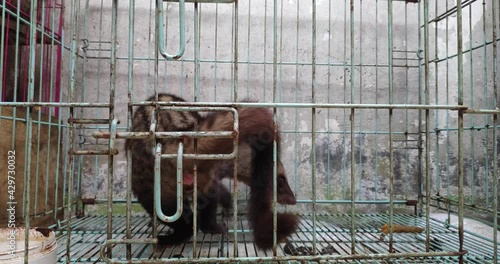 Asian fragrant pandanus civets are kept in cages in coffee plantations photo