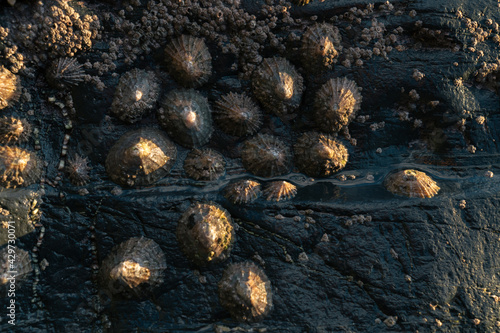 фотографія Closeup of true limpet mollusks adhered to a rock