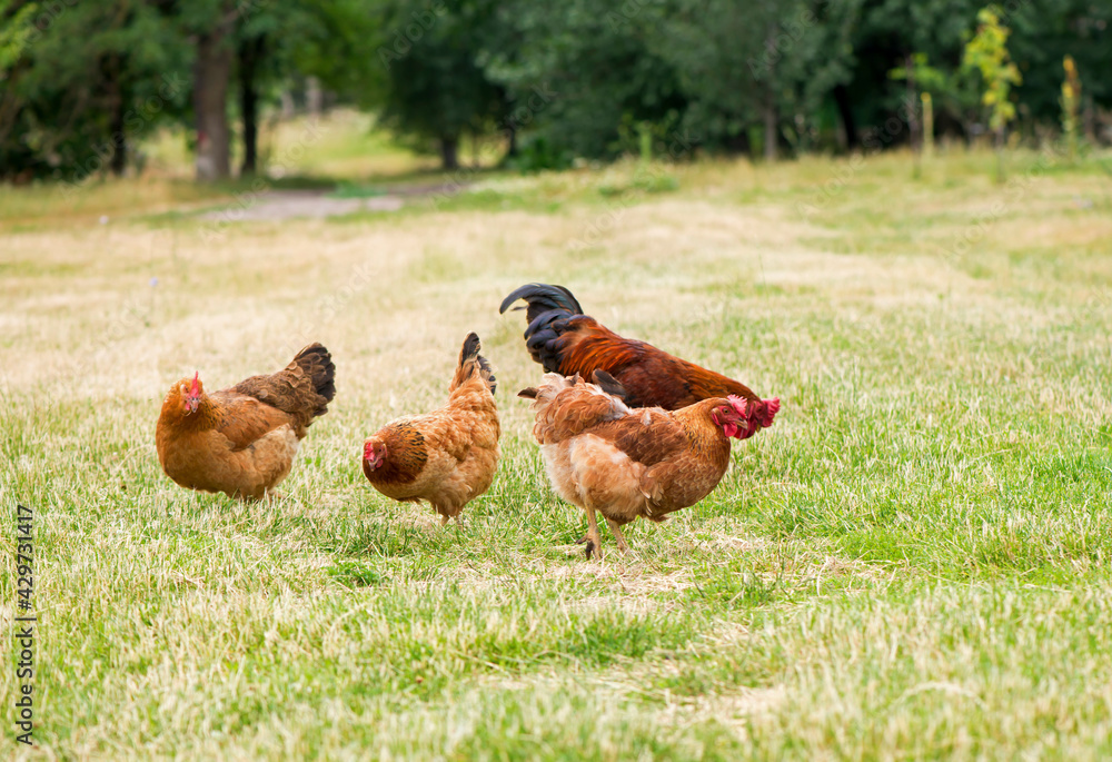 Fototapeta premium Rooster and chickens grazing on the grass.