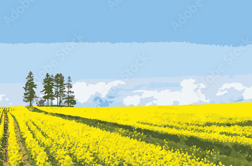 大きな菜の花畑