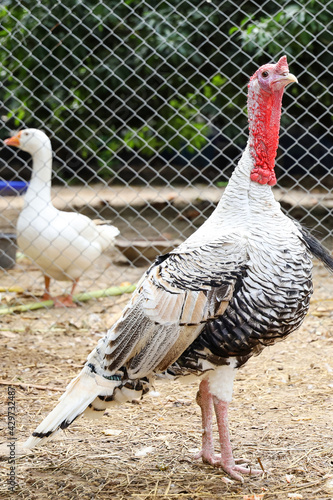 White big Turkey hen is rest and sleep in banana farm garden