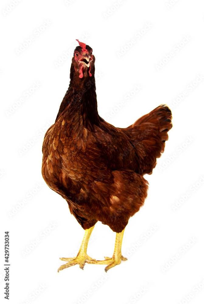 Fototapeta premium Rhode Island Red hen isolated on white background.