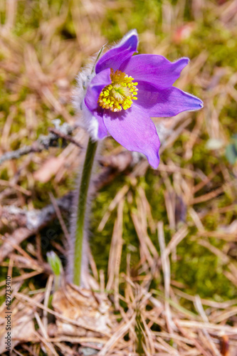 Dream-grass flower in spring forest