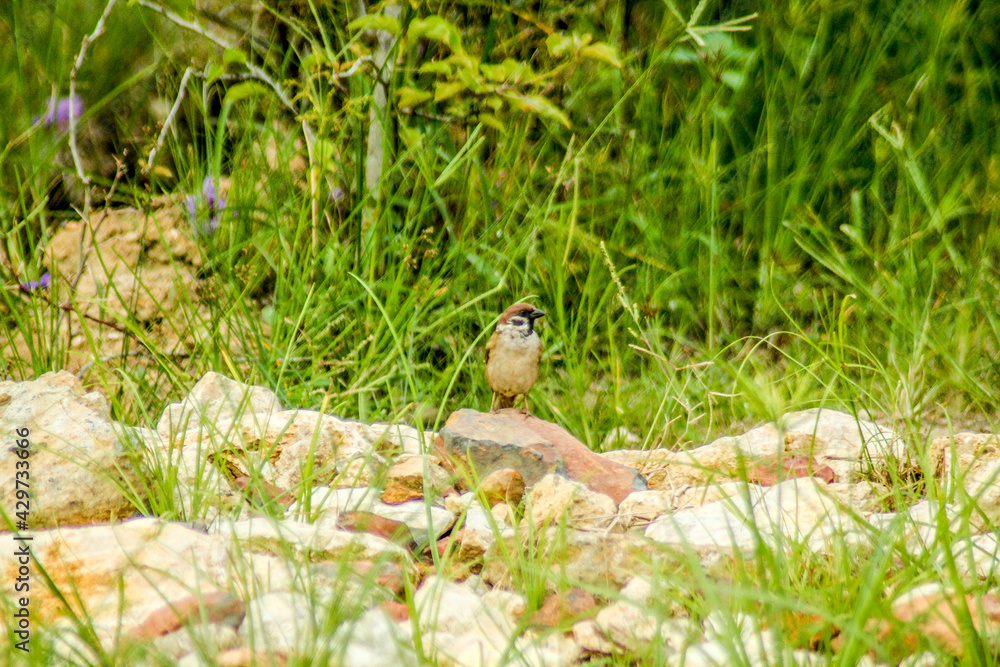 Obraz premium bird on the grass