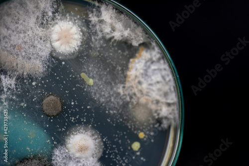 Backgrounds of Characteristics and Different shaped Colony of Bacteria and Mold growing on agar plates from Soil samples for education in Microbiology laboratory.
