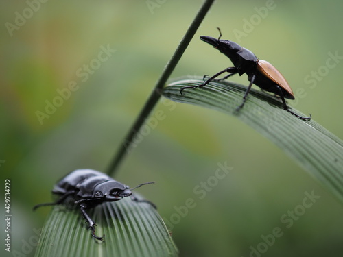 Beetles / Insect : the Fighting Giant Stag Beetle or Hexarthrius parryi , This species is present in the forest of Southeast Asia, Thailand, Indonesia and India. Beetles on green leaf background photo