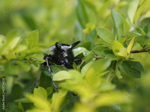 Beetles / Insect : the Fighting Giant Stag Beetle or Hexarthrius parryi , This species is present in the forest of Southeast Asia, Thailand, Indonesia and India. Beetles on green leaf background photo