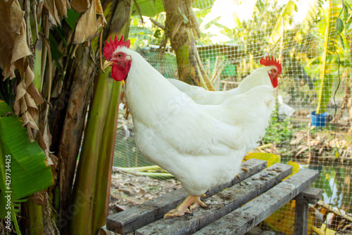 Rhode Island White rooster england species in free range husbandry natural animal in backyard lifestyle farming garden organic. photo