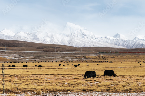 beautiful scenery of qinghai-tibet plateau photo