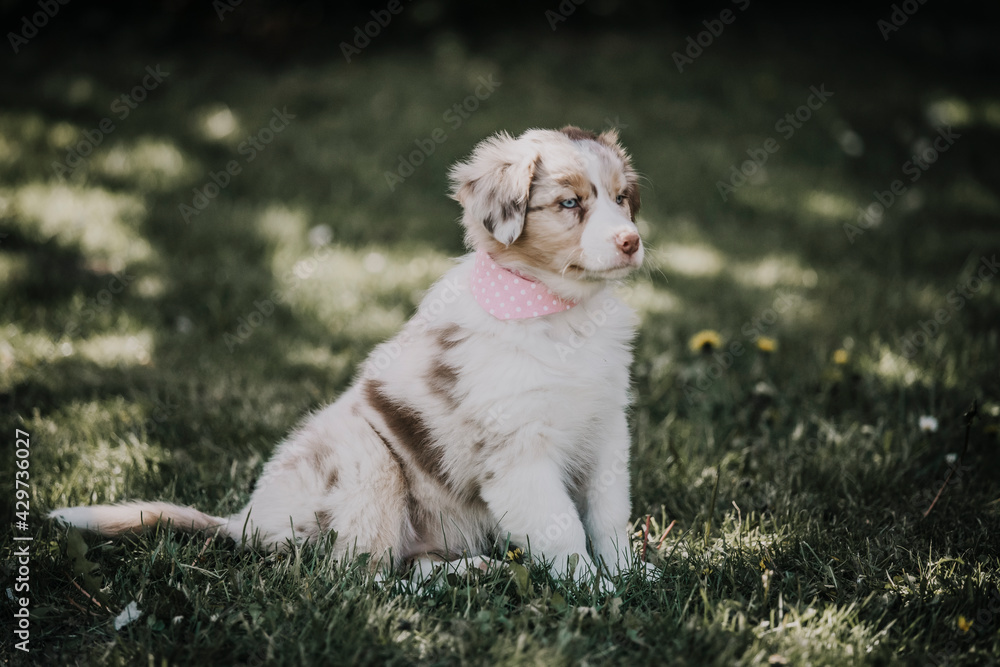 australian shepherd australian shepherd