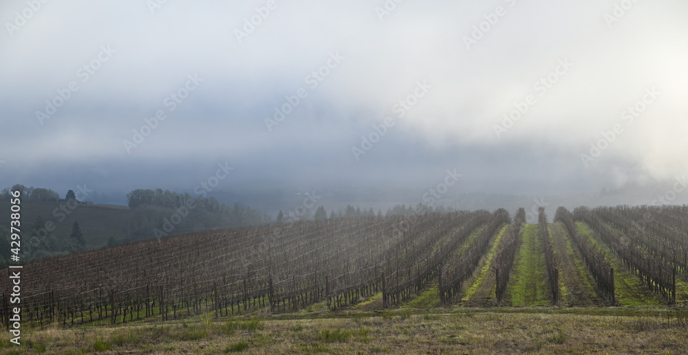 A hilltop view of an Oregon vineyard softened by fog and clouds, wisps of white against blue sky, green grass between rows below and a hazy view of the valley behind. 