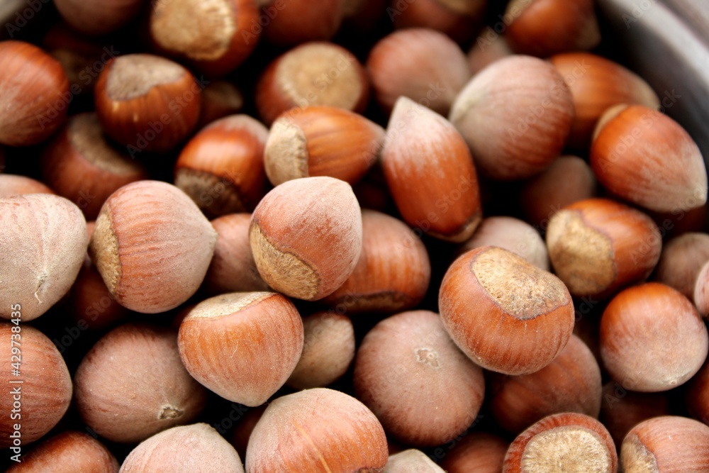 Hazelnuts close up view, fruits harvested in summer Hazelnuts close up view, fruits harvested in summer