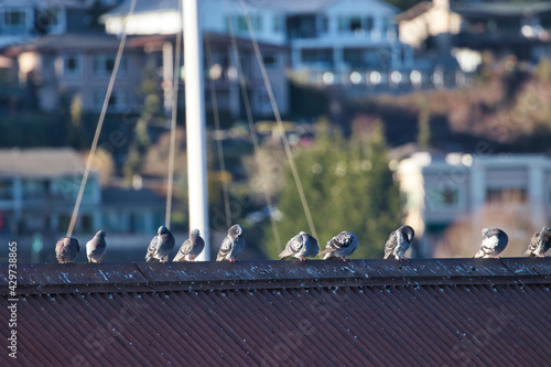 A line of pigeons on a rooftop in gig harbor washington