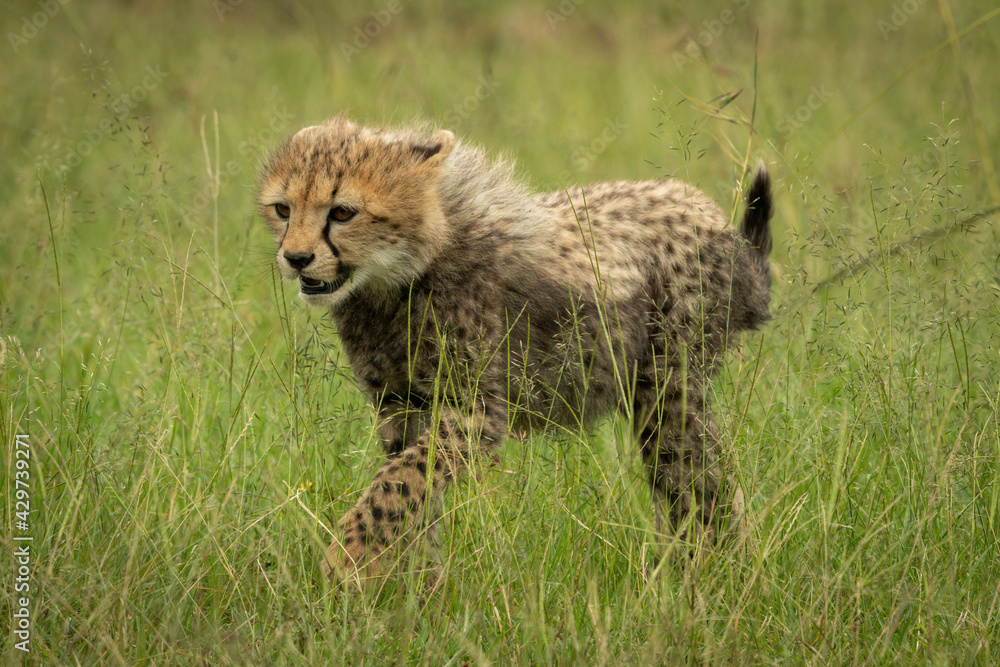 Obraz premium Cheetah cub walking through grass lifting paw