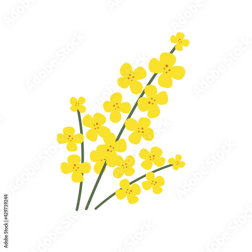 Hand-drawn yellow rapeseed flower. Blooming branch for postcards, logos. Flat style. Cartoon vector canola plant. All elements are isolated. Cute design for your project.