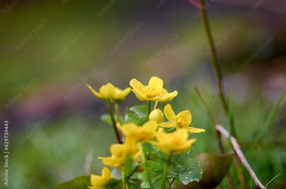 Fototapeta premium Yellow marsh marigold flowers on blured background