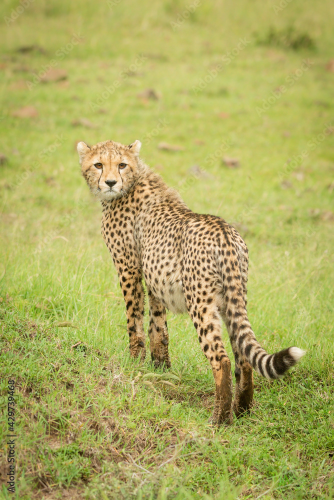Cheetah cub stands looking back in grass Cheetah cub stands looking back in grass
