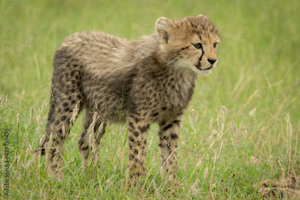 Obraz premium Cheetah cub stands looking ahead in grass