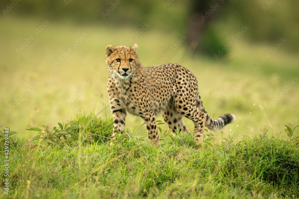 Cheetah cub stands in grass turning head Cheetah cub stands in grass turning head
