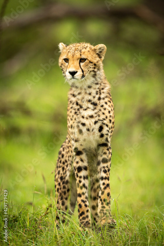 Cheetah cub stands on grass stretching neck