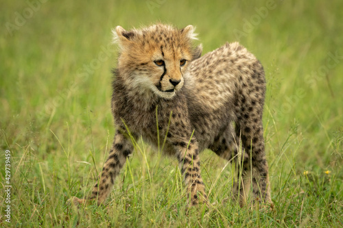 Cheetah cub stands looking down in grass