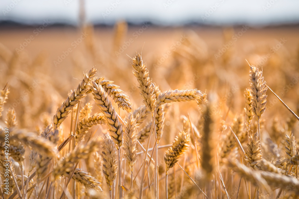 Fototapeta premium Golden yellow ripe ears of wheat or rye in a field at the end of summer on sunny day. Close up of ukrainian wheat. Agriculture field background.
