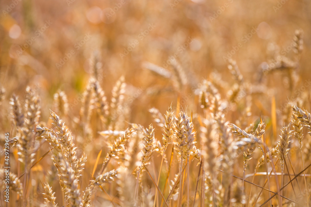 Golden yellow ripe ears of wheat or rye in a field at the end of summer on sunny day. Close up of ukrainian wheat. Agriculture field background. Golden yellow ripe ears of wheat or rye in a field at the end of summer on sunny day. Close up of ukrainian wheat. Agriculture field background.