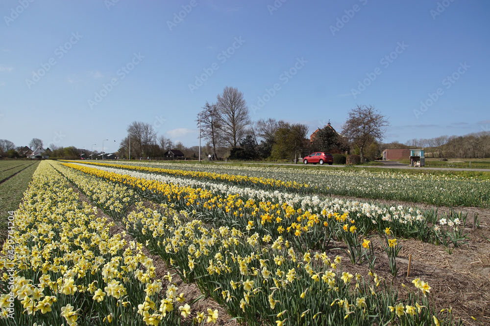Fields of golden and white daffodils (Narcissus) near the North Holland village of Egmond aan den hoef in spring. In the distance a road and sand dunes. Netherlands, April 