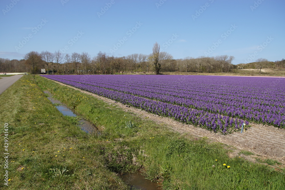 Fototapeta premium Fields of blue, purple Common Hyacinths, Garden Hyacinths (Hyacinthus orientalis), near the North Holland village of Egmond aan den hoef in spring. In the distance sand dunes. Netherlands, April 
