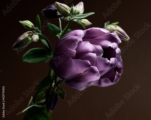 Fototapeta Naklejka Na Ścianę i Meble -  Purple tulip and flowers catchment on a dark background.