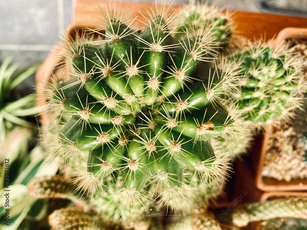 Small cactus has many shapes and is beautiful. Small cactus has many shapes and is beautiful.