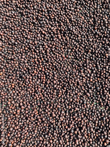 Dried Coffee Cherry background. Coffee beans drying in the sun. Coffee plantations. Dry / Natural Process. photo