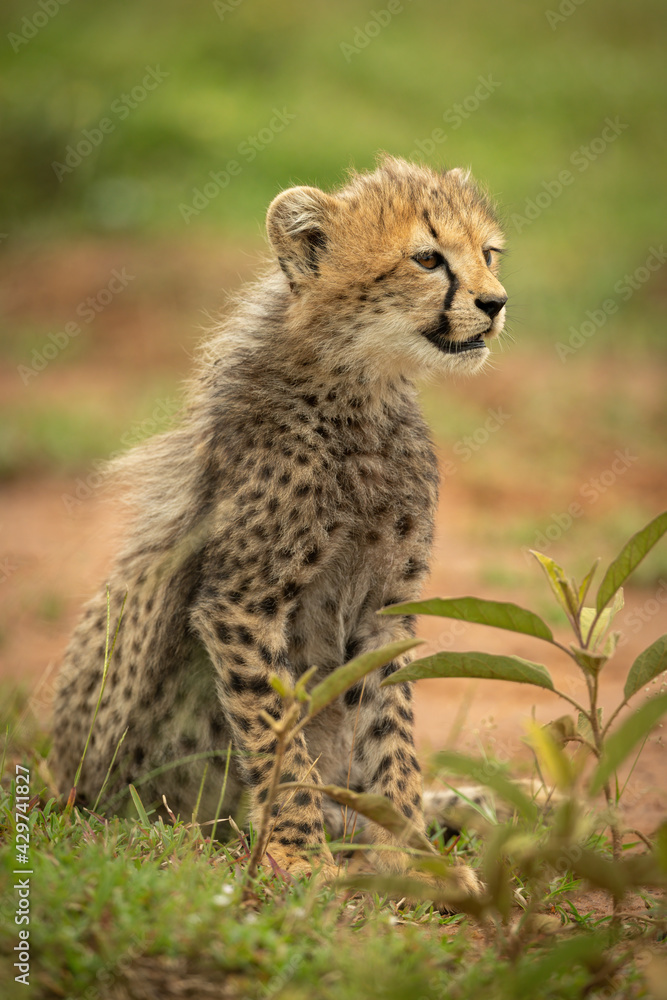 Cheetah cub sits open-mouthed on short grass Cheetah cub sits open-mouthed on short grass