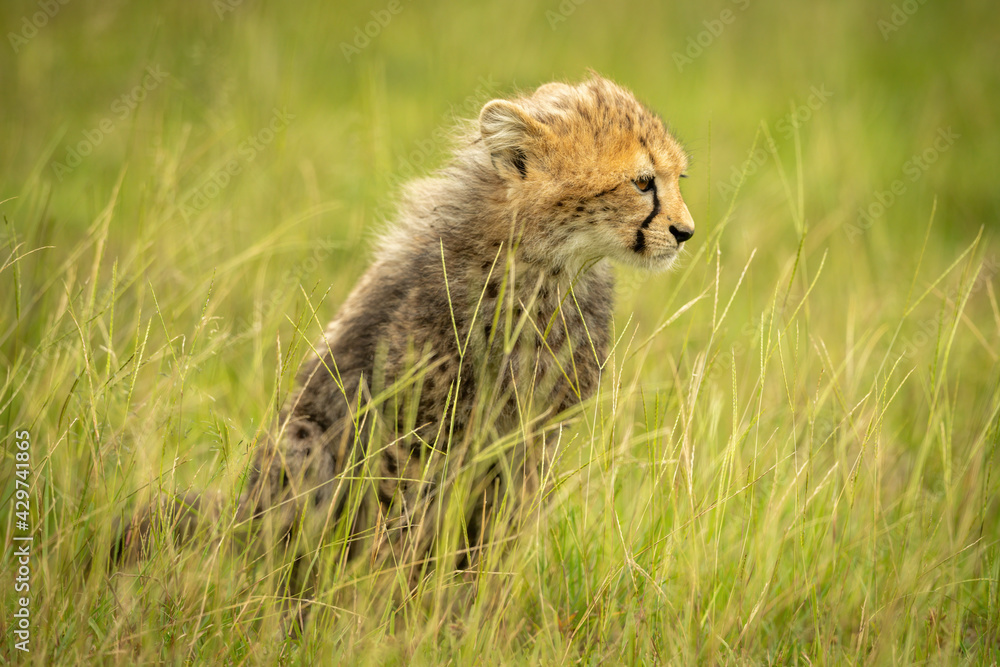 Obraz premium Cheetah cub sits staring in long grass